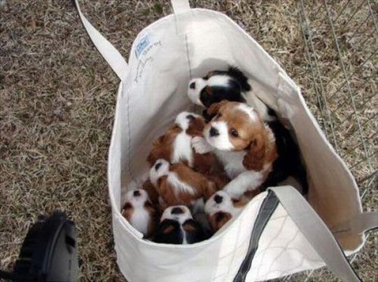 cute-bag-puppies-dog-Cavaliers