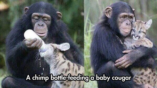 cute-chimp-cougar-cub-bottle-feeding