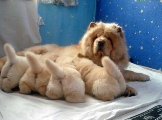 cute-dog-puppies-feeding-fluffy