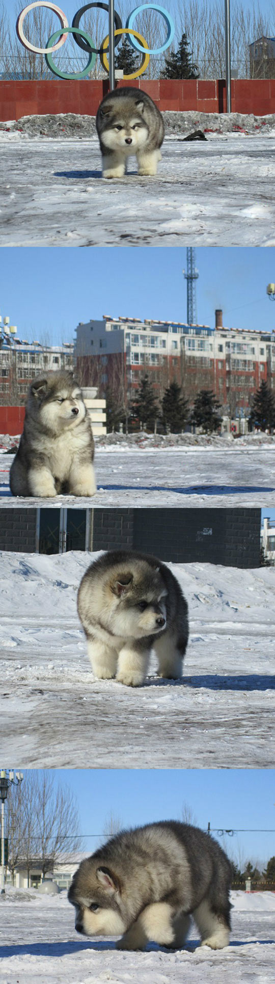 So This Dog Exists And He’s Ridiculously Fluffy