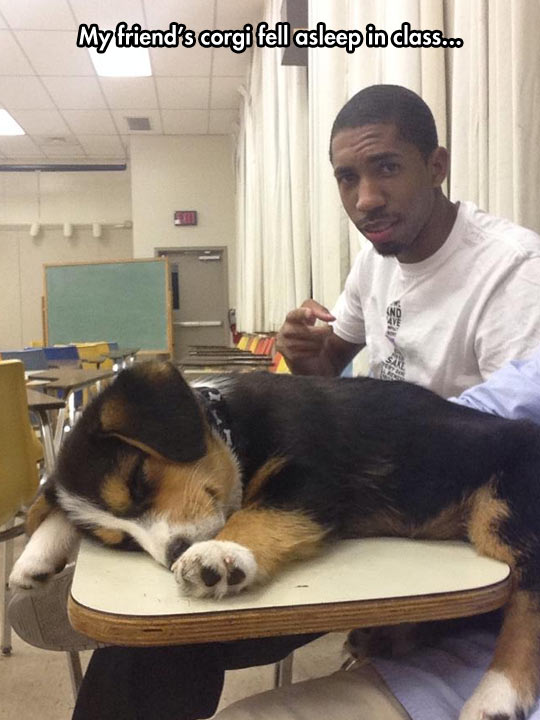 cute-puppy-corgi-sleeping-classroom