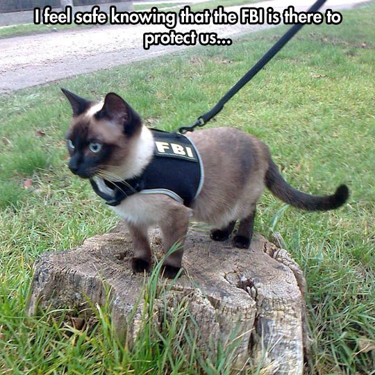 funny-FBI-cat-vest-street-clothes-pet