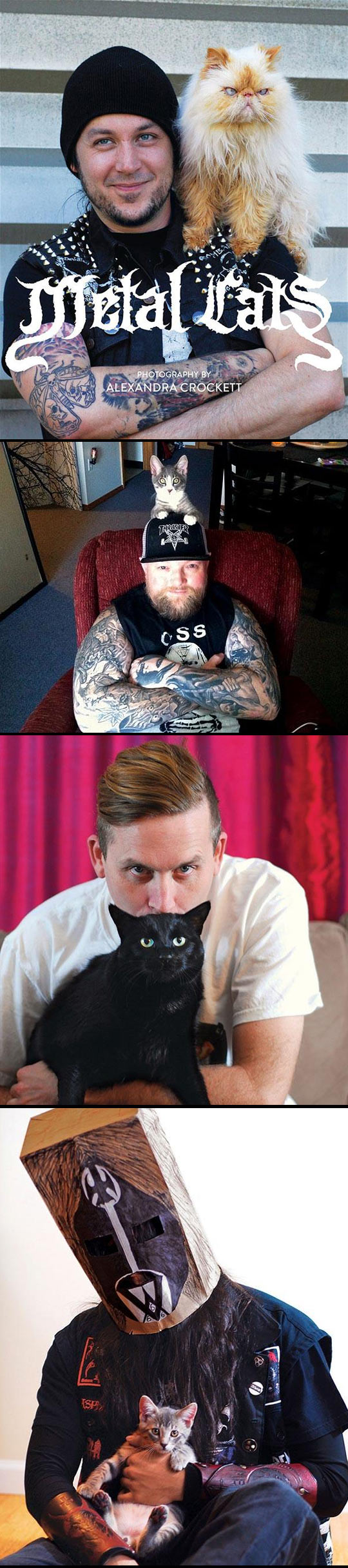 funny-Metal-cats-musician-black-rock