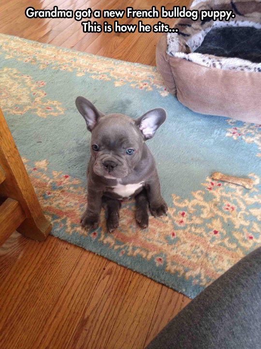 funny-baby-dog-puppy-French-bulldog