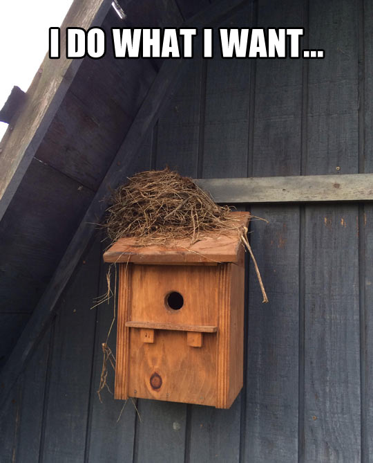 funny-bird-house-nest-outside