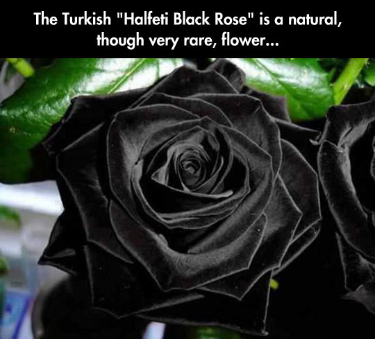 The Only Acceptable Rose For a Goth’s Wedding Anniversary