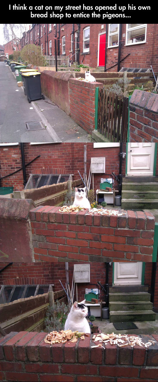 funny-cat-attracting-pigeons-bread