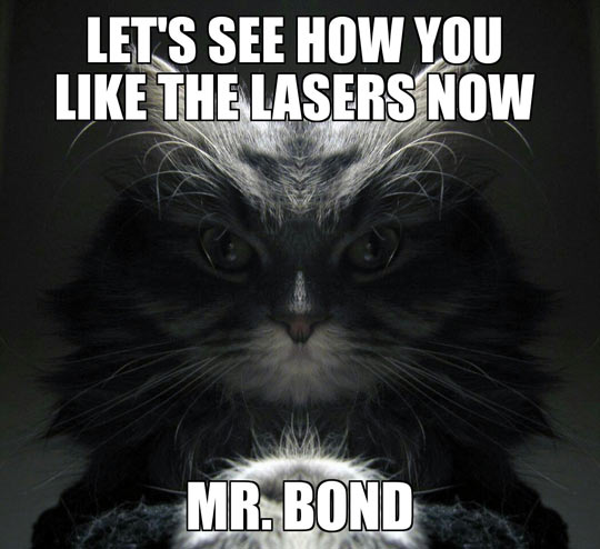 funny-cat-black-hairy-Bond