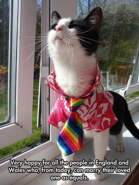 funny-cat-colors-bow-tie-marry