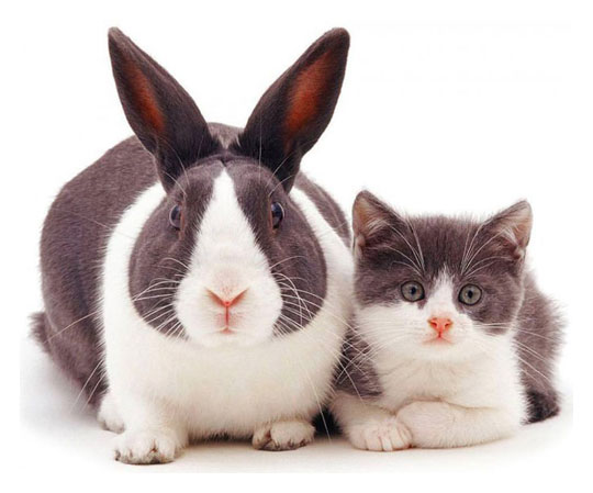 funny-cat-rabbit-same-fur-colors