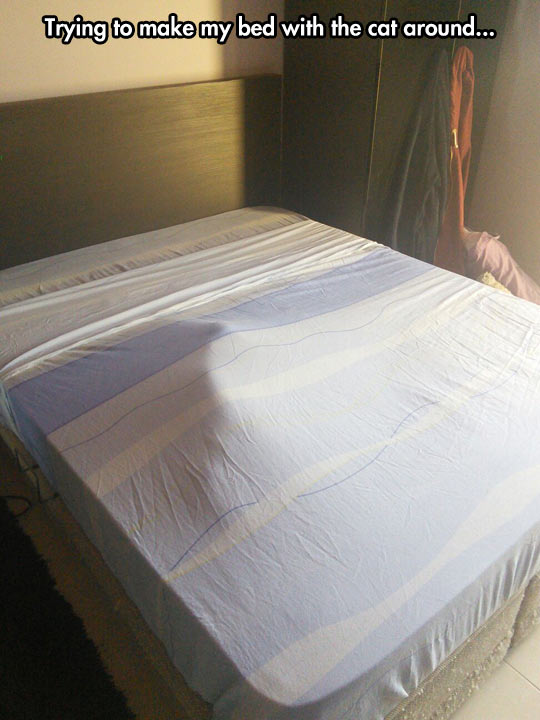 funny-cat-sheets-make-bed