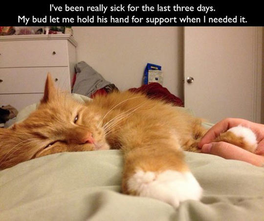 sick cat funny