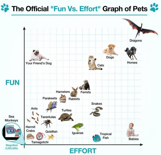 Before You Get a New Pet, Check This Out