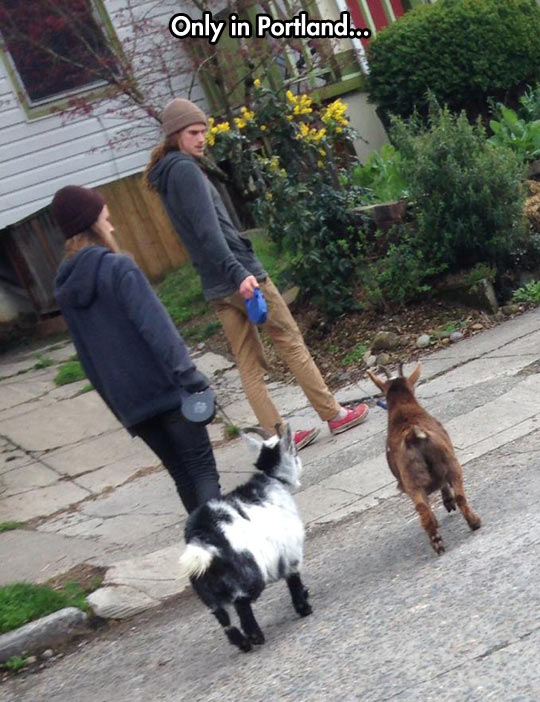 Taking Their Goats For a Walk