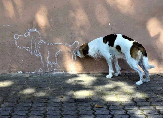 funny-dog-chalk-wall-graffiti