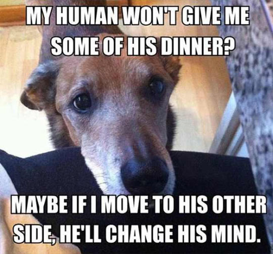 Every Dog Has The Same Strategy