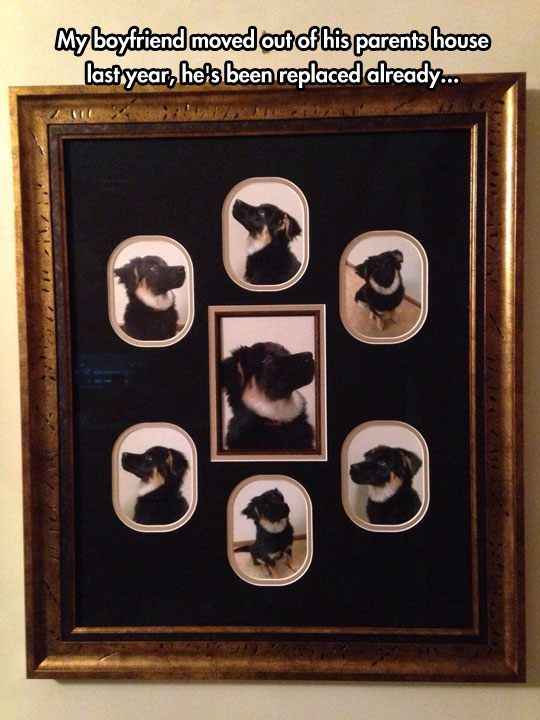 funny-dog-frame-picture-replaced-son
