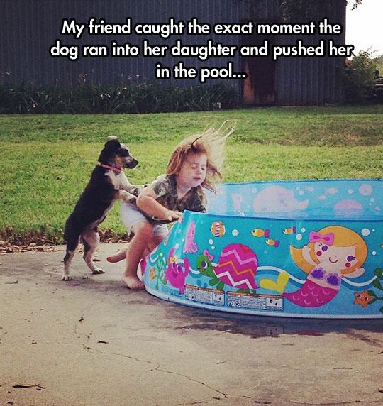 funny-dog-pushing-girl-pool