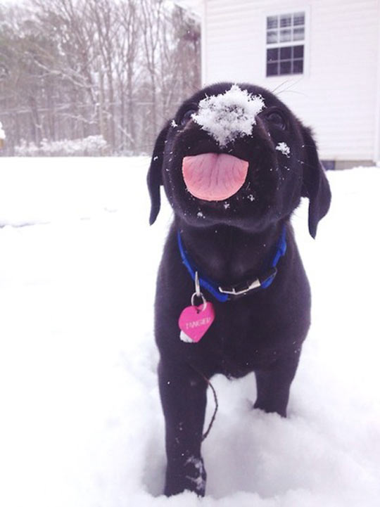 This Dog Truly Loves Snow
