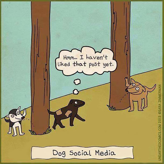 Social Media For Dogs
