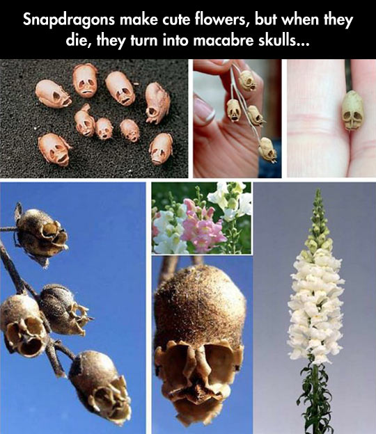 Scary Flowers