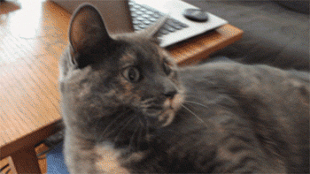 funny-gif-cat-dominance-tongs-face