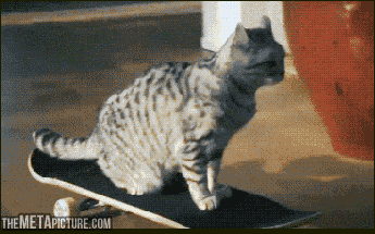 funny-gif-cat-skate-house