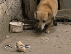funny-gif-dog-bite-chicken-take-care