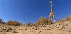 funny-gif-giraffe-giant-walking