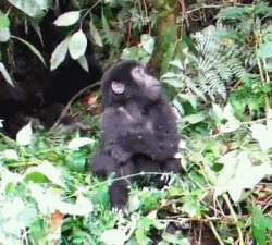 funny-gif-monkey-punch-chest