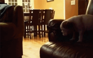 Puppy Fails at Jumping on Couch