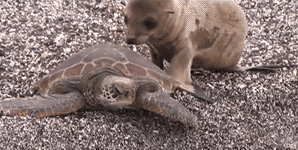 funny-gif-seal-turtle-beach-sand