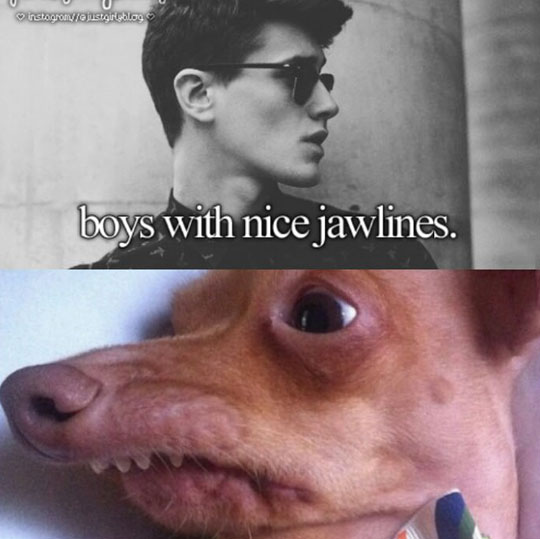 funny-guys-nice-jawline-dog