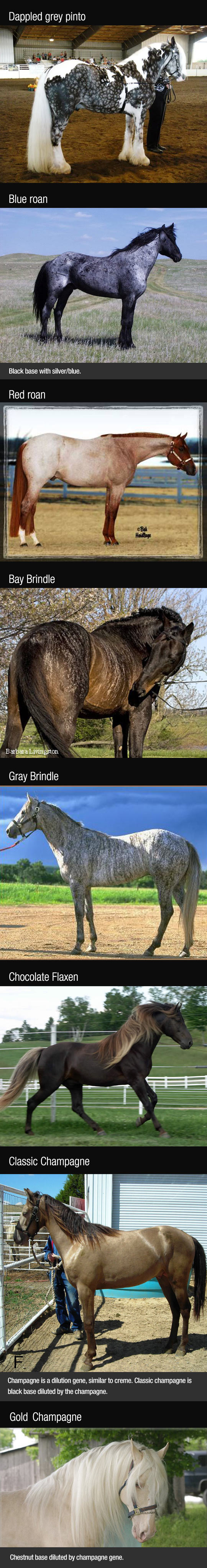 funny-horse-different-colors-pinto