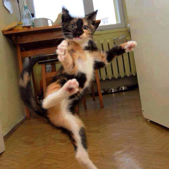 Karate Cat Kick