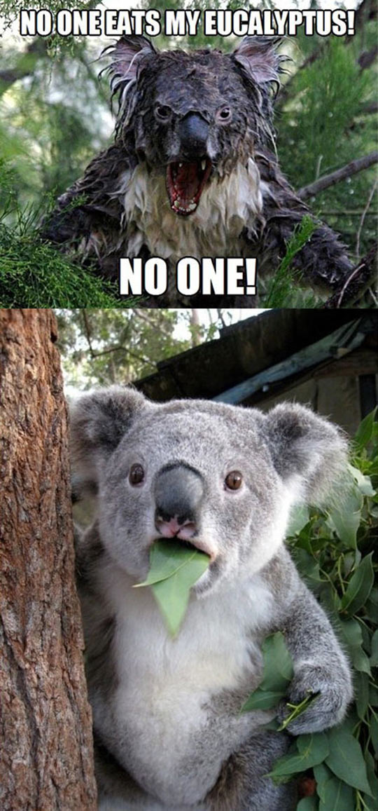 funny-koala-eucalyptus-leaves-scary