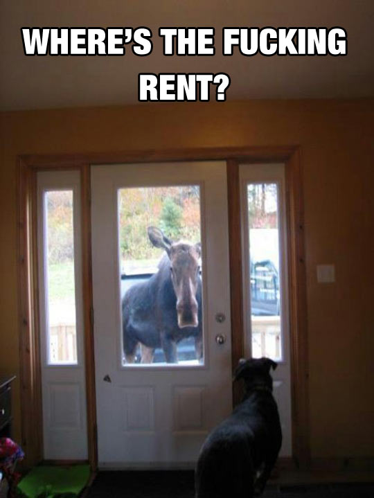 funny-moose-dog-house-door