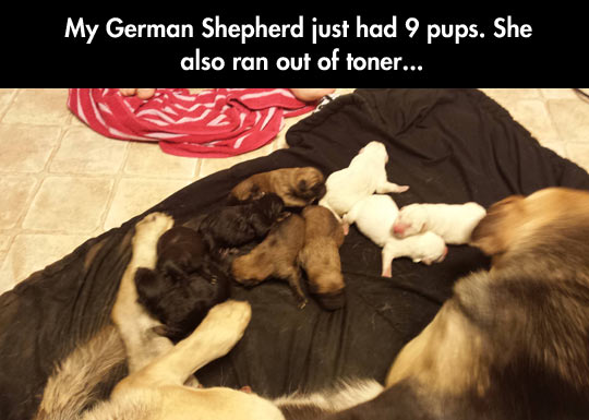 funny-shepherd-dog-babies-colors