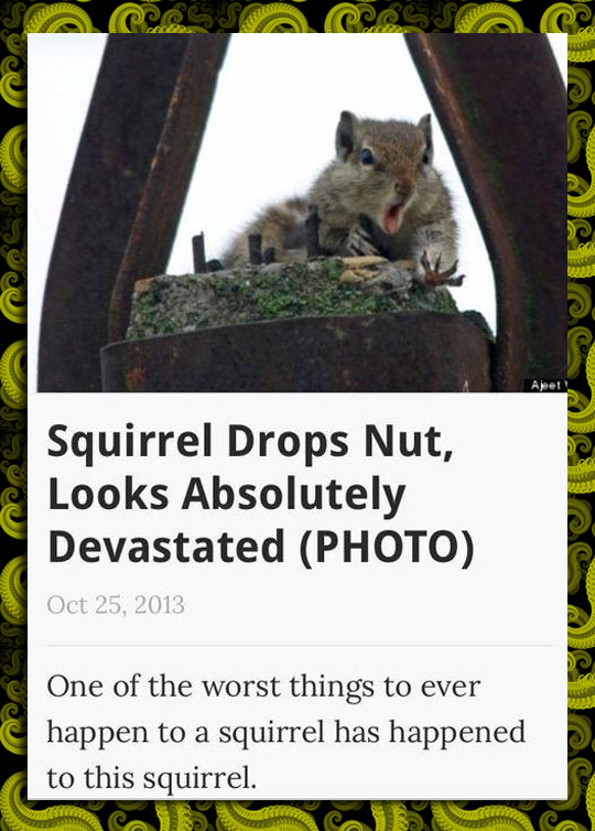 Squirrel Problems