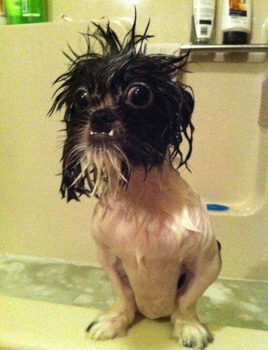 funny-wet-dog-bath-face-ugly