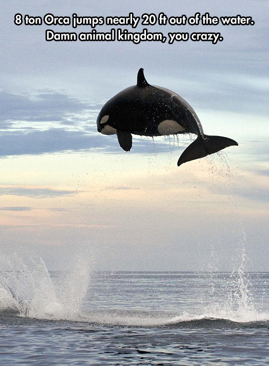 cool-Orca-water-jumping-animal