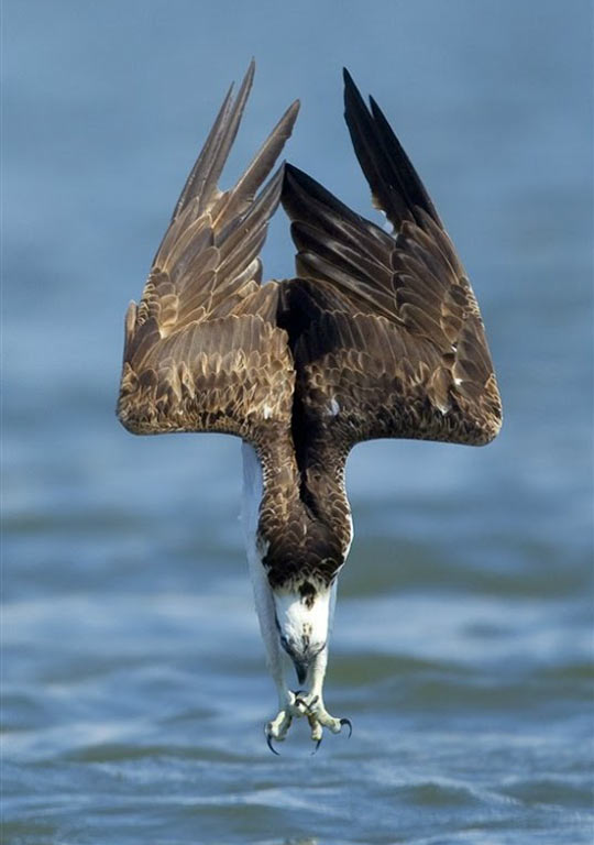 An Osprey Diving For Food