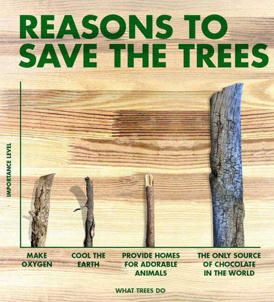 Reasons To Save Trees