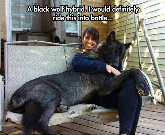 Black Wolf Hybrid
