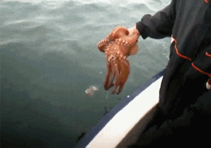 Octopus Tries To Hide By Blending In With The Boat