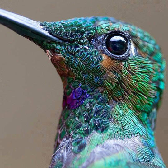 Hummingbird Close-Up