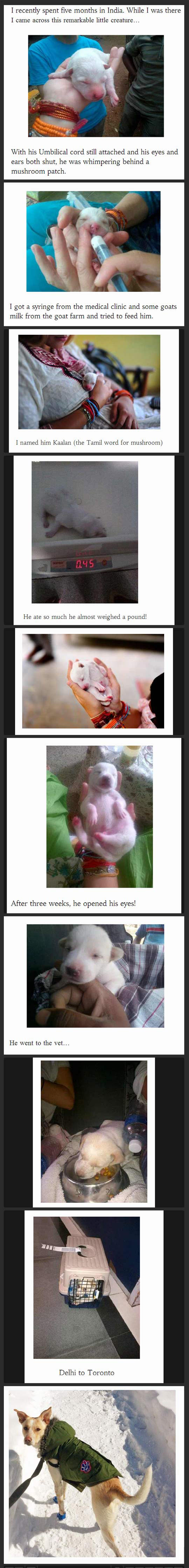 cute-dog-story-India-adopted