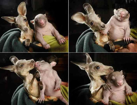 Baby Kangaroo And Baby Wombat Are Friends