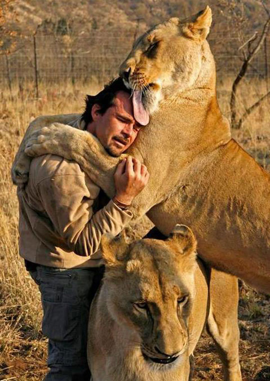 cute-lion-kiss-hug-human