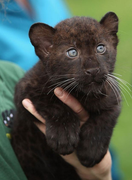 cute-panther-baby-green-eyes